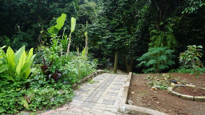 Bukan di Sleman, Kebun Salak yang Lebat ini Ada di Kota Jakarta