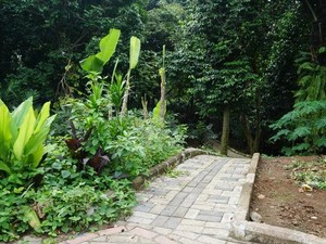 Bukan di Sleman, Kebun Salak yang Lebat ini Ada di Kota Jakarta