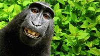 Cerita di Balik Hebohnya Monyet Selfie di Sulawesi 
