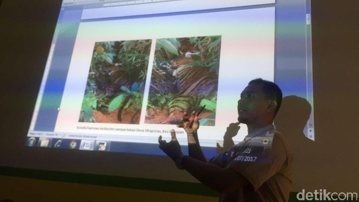 Harimau Sumatera Ditemukan Mati Tanpa Taring dan Kumis di Sumut
