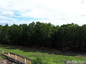 300.000 Ha Lahan di Palangka Raya Disiapkan Jadi Ibu Kota Baru