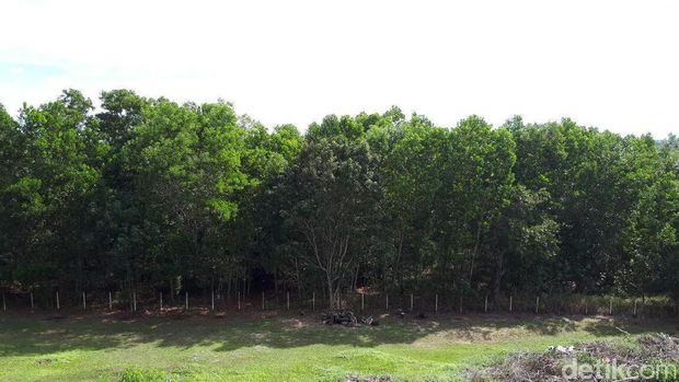 Calon Lokasi Ibu Kota Baru RI di Palangka Raya