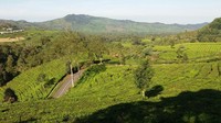 Warga setempat menyebutnya kawah Cibuni. Tidak begitu jauh dari objek wisata Situ Patenggang, hanya sekitar dua kilometer (Satria/detikTravel)