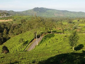 Cara Menuju Rancabali dengan Transportasi Umum