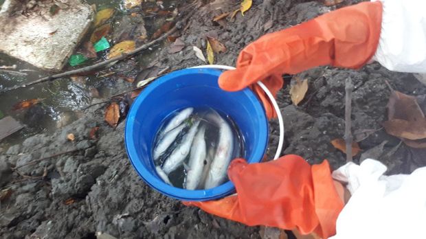 Ikan yang ditemukan mati akibat limbah cair yang dibuang