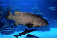 Ajak Keluarga Bermain dengan Satwa Nusantara di Jakarta Aquarium