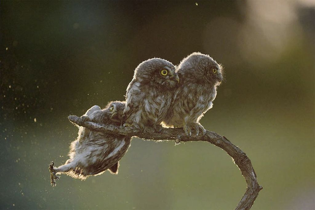 2000 Gambar Burung Yang Lucu Terbaik 2000 Gambar Burung Yang Lucu Terbaik