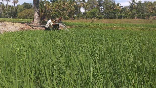 Ratusan hektare sawah di Kabupaten Aceh Besar, Aceh, mengalami kekeringan akibat kemarau panjang.