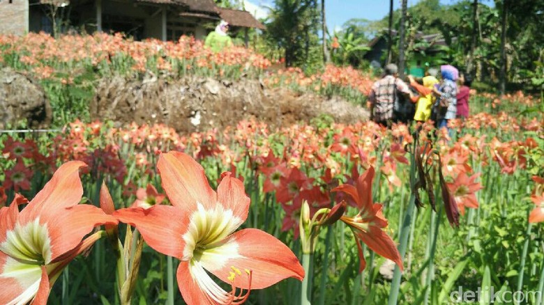 Taman Bunga Amarilis Di Gunungkidul Mulai Mekar