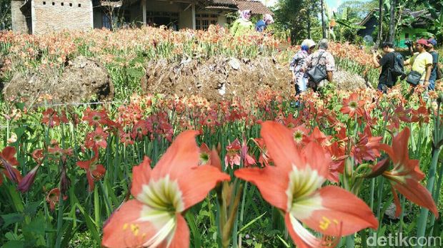 Bunga ini pun menarik wisatawan (Usman/detikTravel)