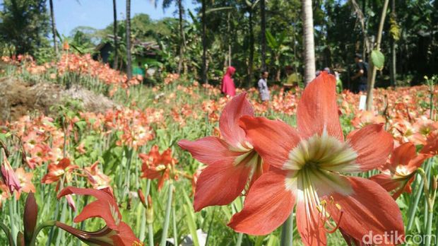 Bunga Amarilis mekar lagi setelah sempat rusak tahun 2015 (Usman/detikTravel)
