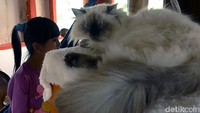 Wisata Rumah Kucing ini terletak di Komplek Wisata Taman Satwa Cikembulan, Kecamatan Kadungora, Garut. Sekitar 30 menit waktu tempuh jika di akses dari kawasan Nagreg.