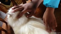 Selain bisa bermain dengan kucing-kucing di sini, wisatawan juga akan diberikan pengetahuan dan edukasi tentang merawat dan memelihara kucing dengan benar oleh para pemandu.