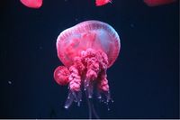 Ajak Keluarga Bermain dengan Satwa Nusantara di Jakarta Aquarium