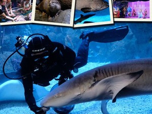 Ajak Keluarga Bermain dengan Satwa Nusantara di Jakarta Aquarium