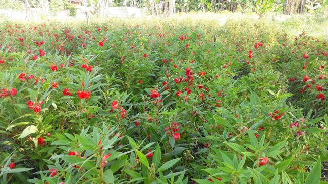 Selain Sedap Malam Petani Pasuruan juga Sukses Budidaya 