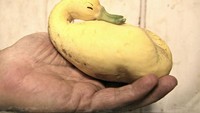 Ada lagi yang bentuknya mirip bebek. Labu ini seperti bebek yang sedang tidur.
