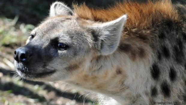 hyena di afrika