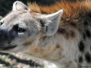 Ngeri! Anak Usia 5 Tahun Ini Tewas Usai Diserang Hyena
