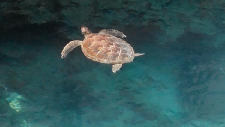 Kura-kura di Pulau Liukang Loe, Sulawesi Selatan