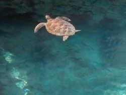 Deretan Hewan yang Sudah Eksis di Bumi Sebelum Manusia Ada