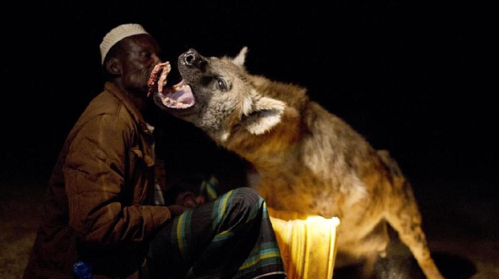 Apa Itu Anabul? Orang Nigeria Pelihara Hyena Biar Greget