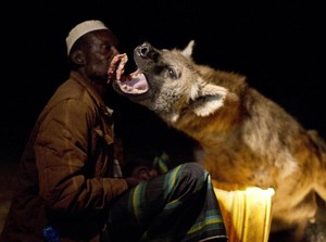 Apa Itu Anabul? Orang Nigeria Pelihara Hyena Biar Greget