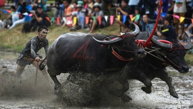 Suasana balapan sapi di Chonburi, Thainland (Lillian Suwanrumpha/ AFP) Suasana balapan sapi di Chonburi, Thainland (Lillian Suwanrumpha/ AFP)
