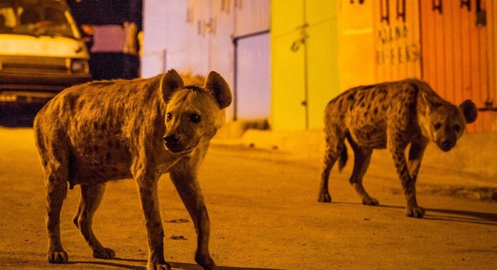 hyena di afrika