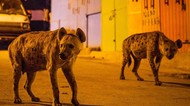 2 Orang Tewas Diserang Hyena di Kenya