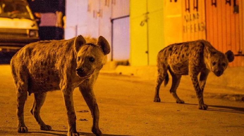 Kawanan Hyena di jalanan Harar, Ethiopia (Heather Paul/ BBC) Kawanan Hyena di jalanan Harar, Ethiopia (Heather Paul/ BBC)