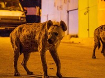 Hyena Bikin Gempar Satu Kota, Sebelumnya Ada Beberapa Singa