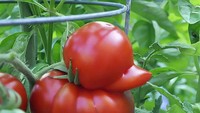 Wah, tomatnya mirip bebek! Bentuk yang aneh bisa terjadi karena masalah saat pertumbuhan awal.