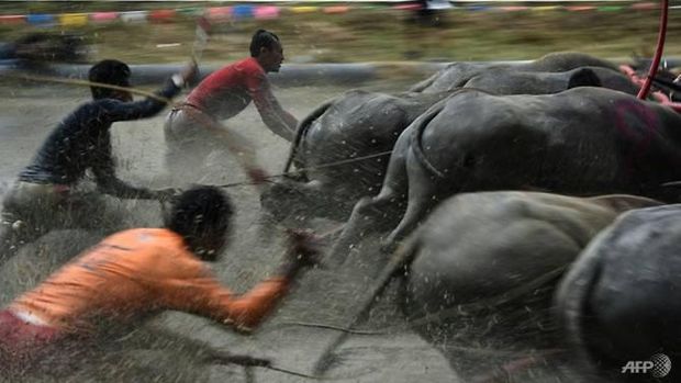 Untuk memenangkan balapan, para petani harus menunggang kerbaunya sampai ke garis finish(Lillian Suwanrumpha/ AFP)