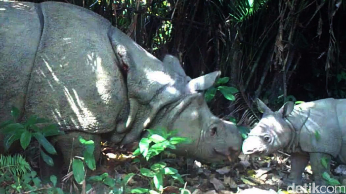 Badak Jawa di Taman Nasional Ujung Kulon