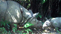 Taman Nasional Ujung Kulon menjadi habitat satwa langka Badak Jawa. Ada pula fauna khas lainnya yaitu owa Jawa, surili dan anjing hutan. (Dok. Balai Taman Nasional Ujung Kulon)