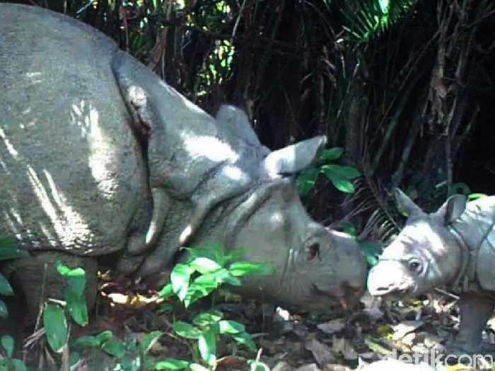 Mencari Rumah Baru bagi Badak Jawa
