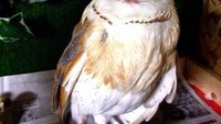 Ketika apel dibelah, bentuknya malah bikin teringat burung hantu.