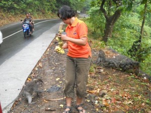 Bermain Bersama Monyet Liar di Hutan Pusuk Lombok