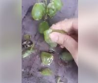 Ramai Video Anggur Berkulit Elastis, Benarkah Anggur Plastik?