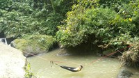 Anda pun bisa memasang hammock. Selain pemandangan air terjun, kita juga akan melihat pemandangan terasering persawahan di sekitarnya (M Nur Abdurrahman/detikTravel)