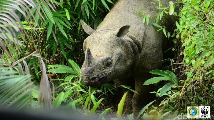 Badak Jawa di Ujung Kulon yang berhasil tertangkap kamera.