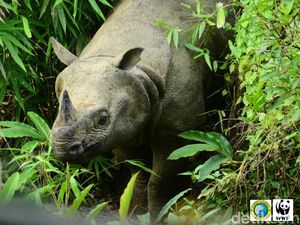 Auriga Nusantara: Populasi Badak Cula Satu di TN Ujung Kulon Menurun