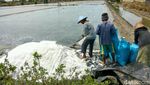 Salut! Perjuangan Petani Garam di Tengah Ancaman Gagal Panen