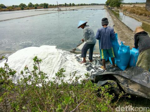 Petani garam di Sidoarjo panen/