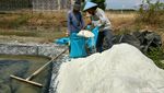 Salut! Perjuangan Petani Garam di Tengah Ancaman Gagal Panen