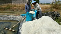 Curah hujan yang tinggi mengakibatkan hasil panen sedikit. Petani pun merugi.