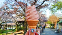 Menikmati es krim cone dengan warna merah muda rasa bunga sakura. Tentunya semakin pas ditemani dengan pemandangan pohon dengan bunga sakura yang mekar di Arashiyama Park di Kyoto, Jepang. (Foto: Instagram Girl Eat World).