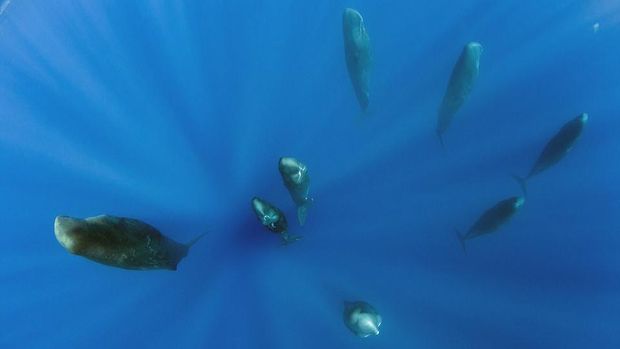 paus-paus sperma tidur 