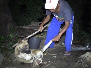 Bali Ingin Akhiri Perdagangan Daging Anjing